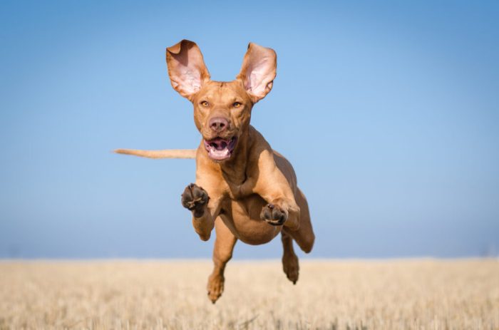 How fast can rugby players run