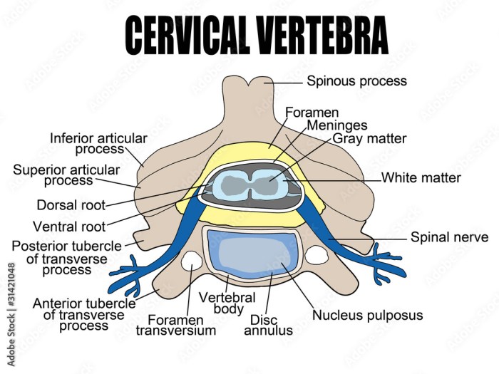 Vetor de Cervical vertebra do Stock | Adobe Stock Vetor de Cervical vertebra do Stock | Adobe Stock