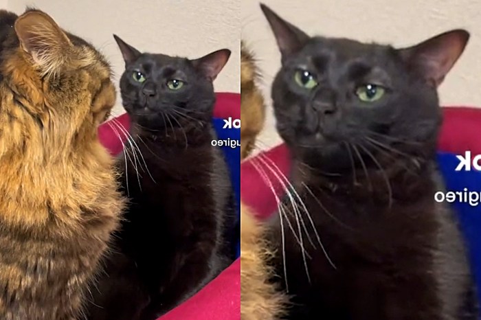 Dia Mundial da Conscientização pelo Gato Preto: entenda a origem do ... Instagram Gato Preto