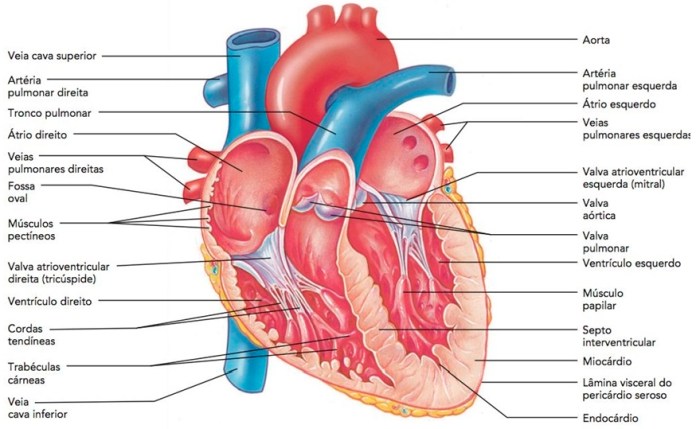 anatomia coração (parte interna) - Anatomia I Sobre A Anatomia Interna Do Coração Analise As Afirmações