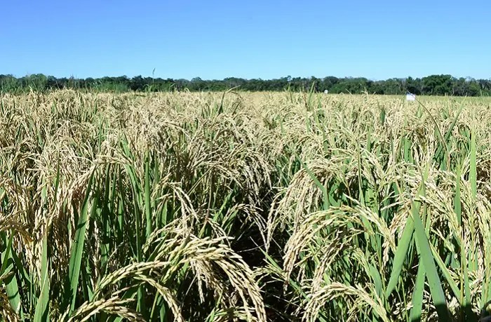 Plante Uma Vida, Plante Uma Árvore: Arroz e a concentração de terras na ... Missão De Investigação Da Terra Dos Arrozais