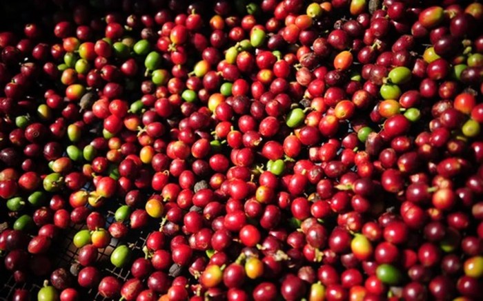 Radar dos preços do café seguem com foco no Brasil e Vietnã – CNC ... Radar dos preços do café seguem com foco no Brasil e Vietnã – CNC ...