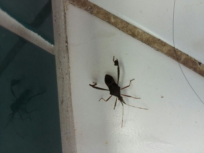 Inseto Que Parece Barbeiro Inseto Que Parece Barbeiro