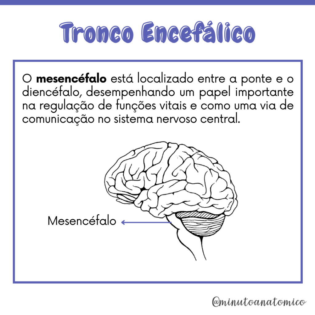 Resumo de Tronco Encefálico: estrutura, função e mais! Resumo de Tronco Encefálico: estrutura, função e mais!