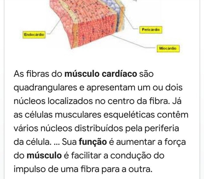 Qual a função dos músculos estriados cardíacos - brainly.com.br Qual a função dos músculos estriados cardíacos - brainly.com.br