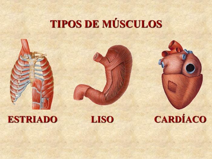 TIPOS+DE+MÚSCULOS+ESTRIADO+CARDÍACO+LISO - Morfofisiologia - Anatomia Podemos Considerar Sobre O Músculo Estriado Cardíaco