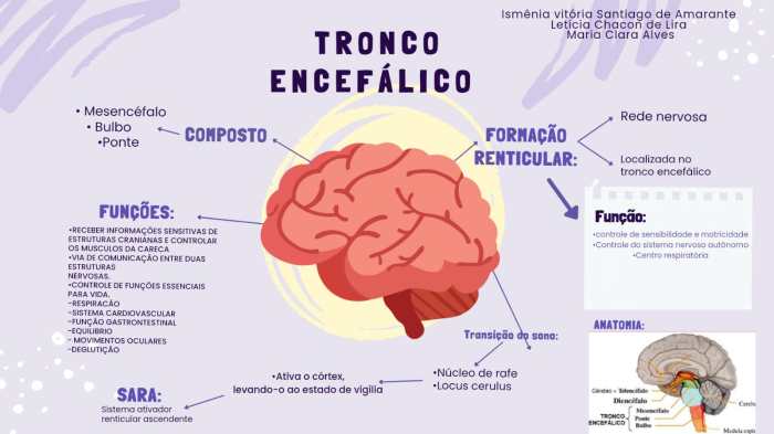 Minuto Anatômico #177: Anatomia do Tronco Encefálico – Anatomia ... O Tronco Encefálico É Formado Por