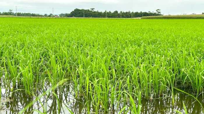 Previsão de altas temperaturas pode ser positiva para a rizicultura de ... Rizicultura Significado