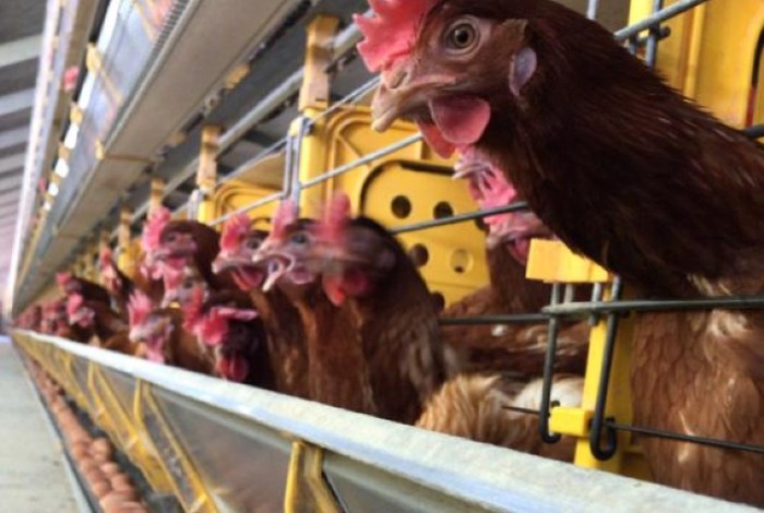 Auster Nutrição Animal cresce mais de 70% em vendas de soluções para ... Auster Nutrição Animal