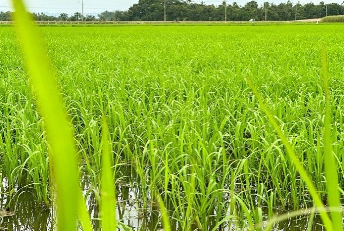Previsão de altas temperaturas pode ser positiva para a rizicultura de ... Rizicultura