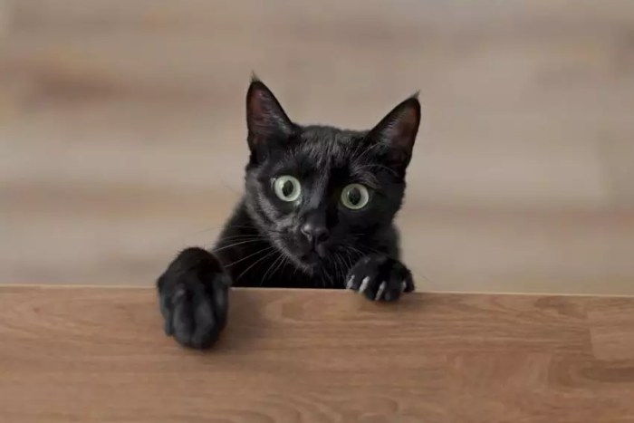 Dia Mundial da Conscientização pelo Gato Preto: entenda a origem do ... Dia Mundial da Conscientização pelo Gato Preto: entenda a origem do ...