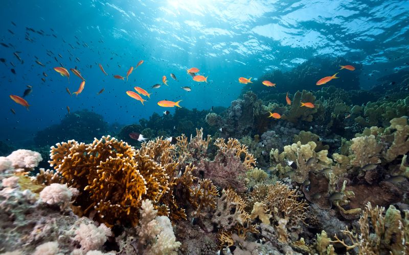 8 Practical ways to protect our oceans – Tidalove 4 ways to take action to protect oceans and people