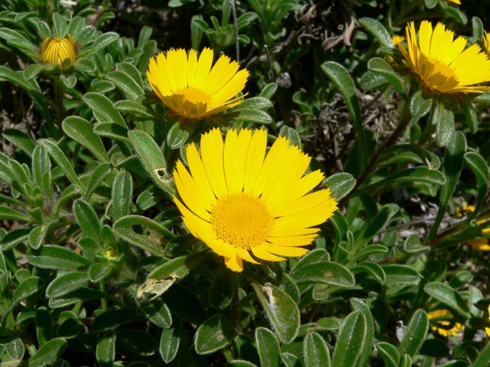 Asteriscus (genus) Asteriscum Significado