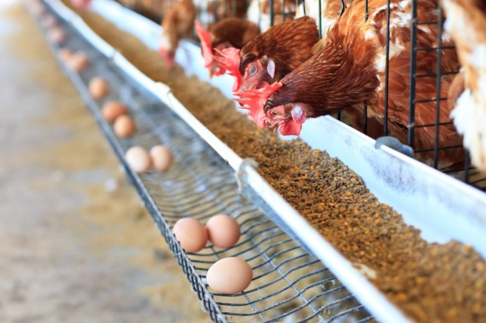 AUSTER NUTRIÇÃO ANIMAL INICIA CARREGAMENTO DE CAMINHÕES - Panorama de ... AUSTER NUTRIÇÃO ANIMAL INICIA CARREGAMENTO DE CAMINHÕES - Panorama de ...
