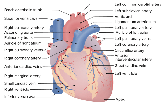 Coração: anatomia, função, valvas e vasos sanguíneos | Kenhub Coração: anatomia, função, valvas e vasos sanguíneos | Kenhub