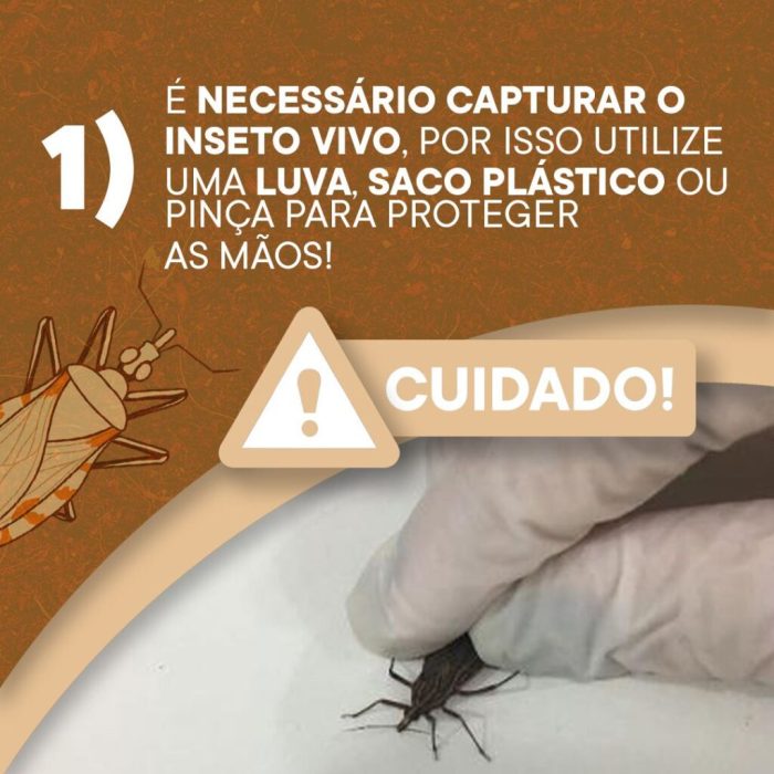 Saiba o que fazer se encontrar um inseto barbeiro na sua casa - Palavra ... Inseto Barbeiro Falso