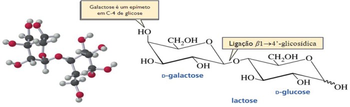 Intolerância á lactose | PPT Intolerância á lactose | PPT