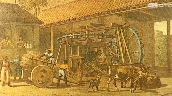 O ciclo do açúcar no Brasil - RTP Ensina Onde Era Vendido O Açúcar Produzido No Território Brasileiro
