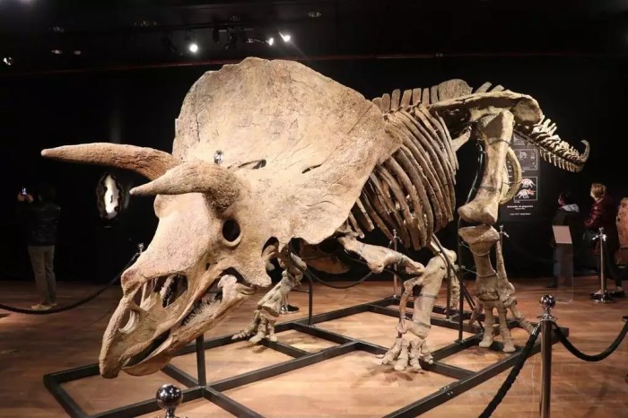 Insolite ! Ils découvrent le plus vieux dinosaure d'Afrique au Zimbabwe