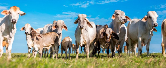 Nutrição Animal – Consube Nutrição Animal – Consube