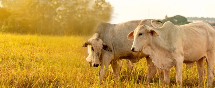 Nutrição Animal – Consube Nutrição Animal – Consube