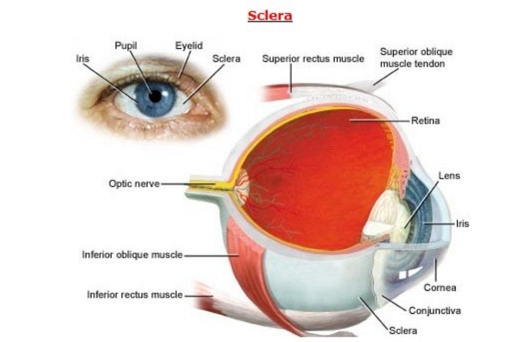 What is a rugby ball eye called?
