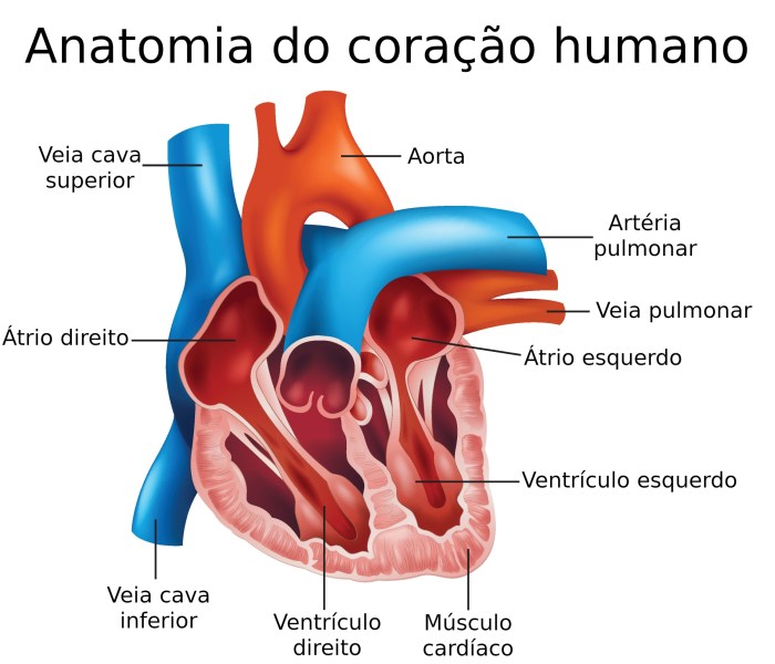Coração - anatomia do coração humano - Biologia - InfoEscola Sobre A Anatomia Interna Do Coração Analise As Afirmações