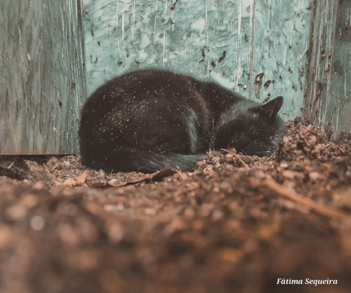 Gato preto Gato preto