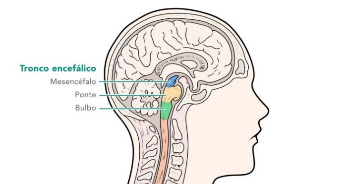 Tronco Encefálico O Tronco Encefálico É Formado Por