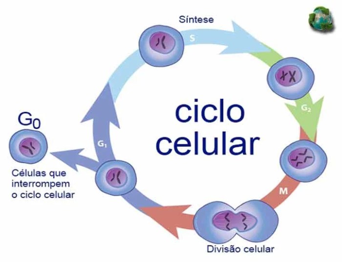 O que é mitose: fases, principais características - Planeta Biologia A Mitose É Dividida Em Quatro Fases Principais. A Fase Circulada Na Cor Vermelha Na Imagem É A