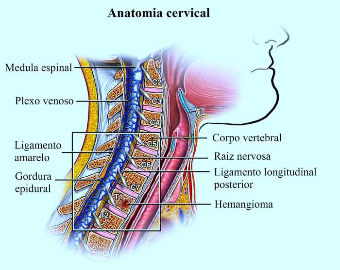 Coluna Cervical Dorsal E Lombar - FDPLEARN Coluna Cervical Dorsal E Lombar - FDPLEARN