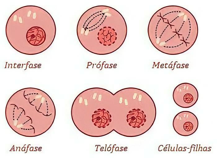 Alguém pode me ajudar por favor!! Liste as quatro fases da mitose na ... A Mitose É Dividida Em Quatro Fases Principais. A Fase Circulada Na Cor Vermelha Na Imagem É A