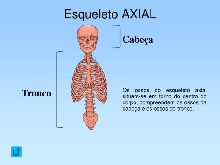 PPT - O ESQUELETO HUMANO PowerPoint Presentation, free download - ID ... PPT - O ESQUELETO HUMANO PowerPoint Presentation, free download - ID ...