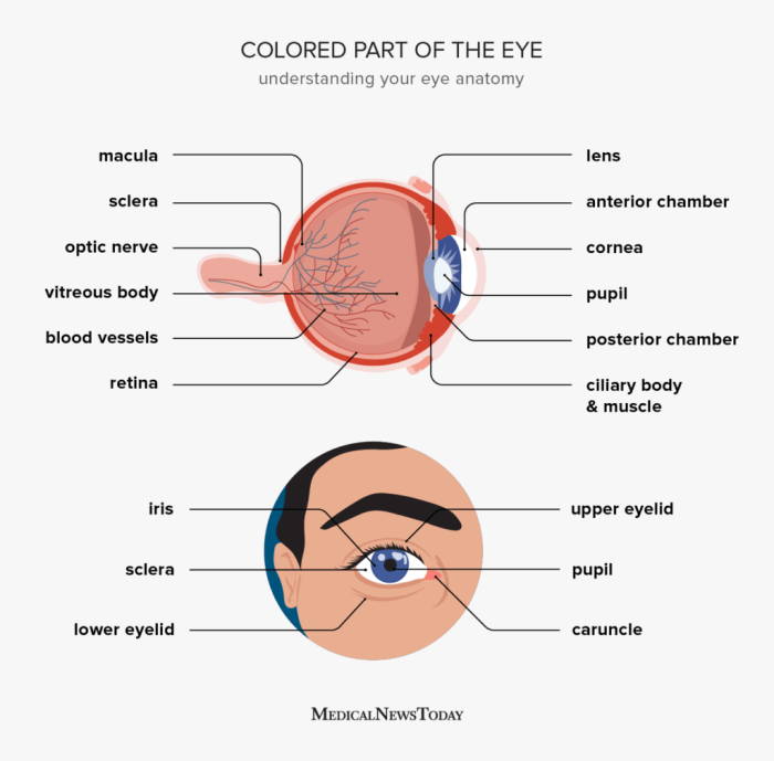 What is a rugby ball eye called?