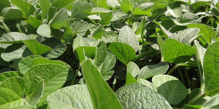Tabelas Micronutrientes RDA e DRIs PDF | PDF Dris Nutrição
