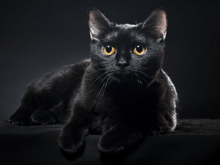 Gato preto: veja 3 motivos para adotar esse pet amoroso | Folha GO Gato preto: veja 3 motivos para adotar esse pet amoroso | Folha GO
