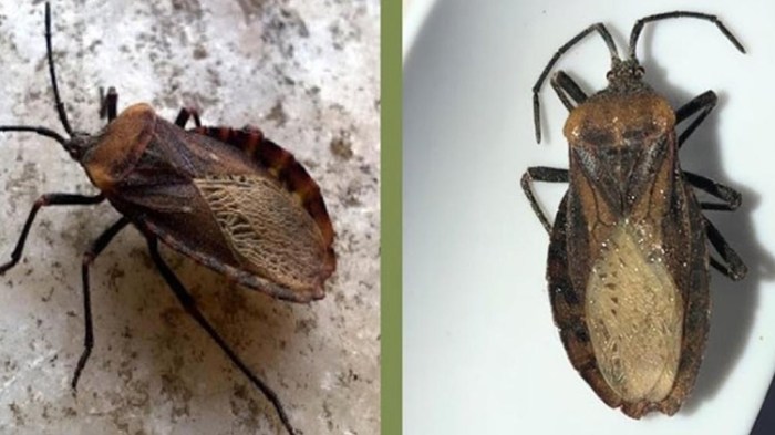 O Barbeiro - Inseto que transmite a doeça de Chagas O Barbeiro - Inseto que transmite a doeça de Chagas