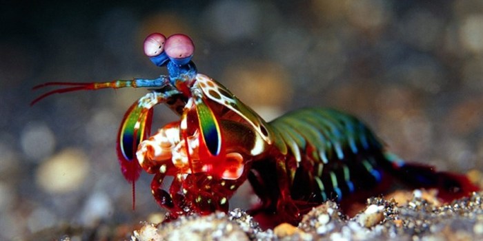 Squilla Mantis: O Camarão Ecológico Camarão Mantis
