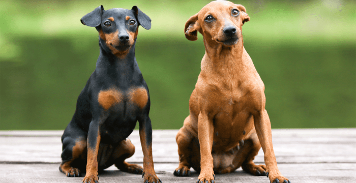 Pinscher nain : Prix, infos et toutes les caractéristiques Pinscher Original
