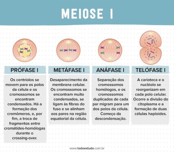 Mitose e meiose: entenda quais são as diferenças entre os processos Mitose e meiose: entenda quais são as diferenças entre os processos