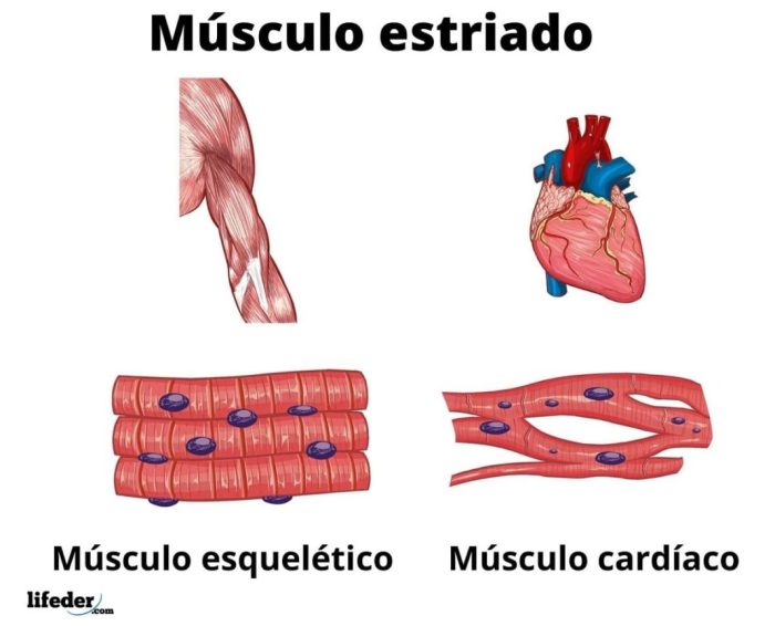 O Tecido Muscular Cardíaco Apresenta Fibras - FDPLEARN O Tecido Muscular Cardíaco Apresenta Fibras - FDPLEARN