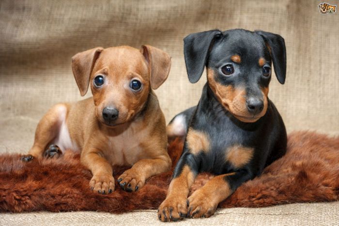 Magazine para cães - Raças de cães: Tudo sobre o Pinscher alemão Magazine para cães - Raças de cães: Tudo sobre o Pinscher alemão