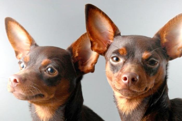 Pinscher: Conheça as principais características da raça! | SOS Cãopanheiros Pinscher Original