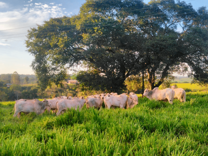 Premix no LinkedIn: #premix #pecuaria #pecuariabrasil # ... Premix Nutrição Animal