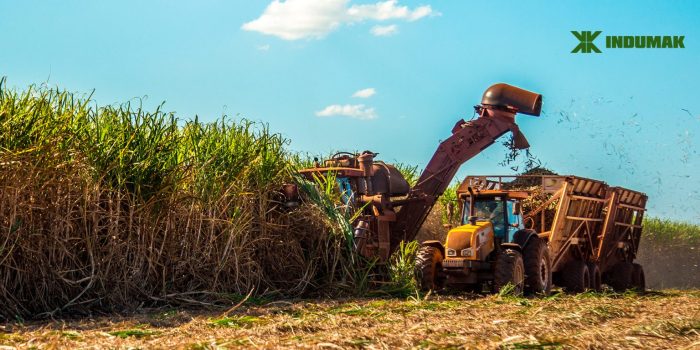 Como o ciclo do açúcar financiou a colonização brasileira Como o ciclo do açúcar financiou a colonização brasileira