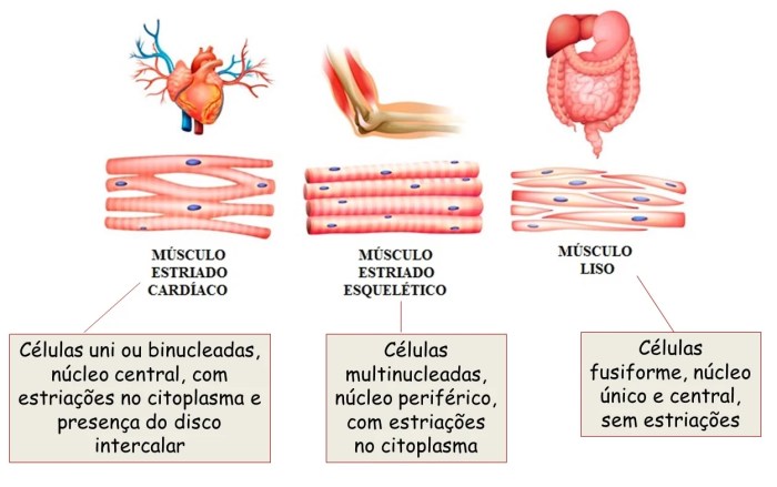 Tecido muscular - O que é, função, contrações, tipos, liso, estriado Tecido muscular - O que é, função, contrações, tipos, liso, estriado