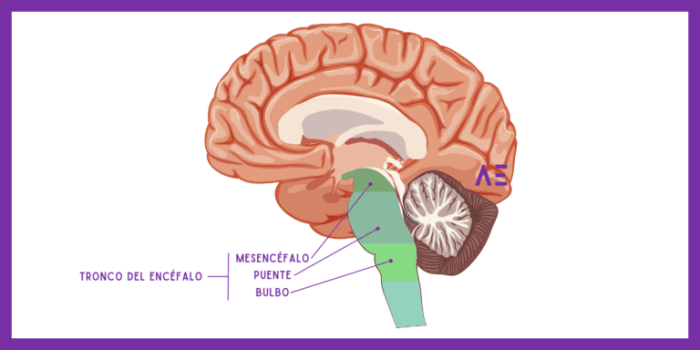 Resumo Tronco Encefálico - Neurofisiologia Resumo Tronco Encefálico - Neurofisiologia
