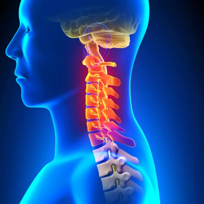 Coluna Cervical - Estrutura da coluna cervical - Clínica Vertebrata Quantas Vértebras Podemos Encontrar Na Região Cervical