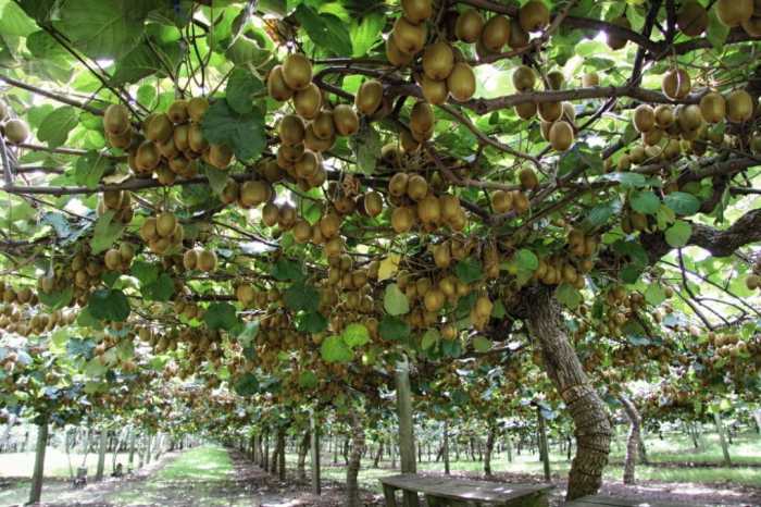 Kiwi kiwis vines pianta grape greenme seed kiwifruit piante groeit zo fruits sperimentazione ricerca moria piemonte jij wist vineyard resemble Kiwi kiwis vines pianta grape greenme seed kiwifruit piante groeit zo fruits sperimentazione ricerca moria piemonte jij wist vineyard resemble