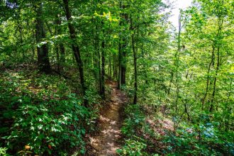 Experiências alternativas em Tennessee fora dos roteiros turísticos
